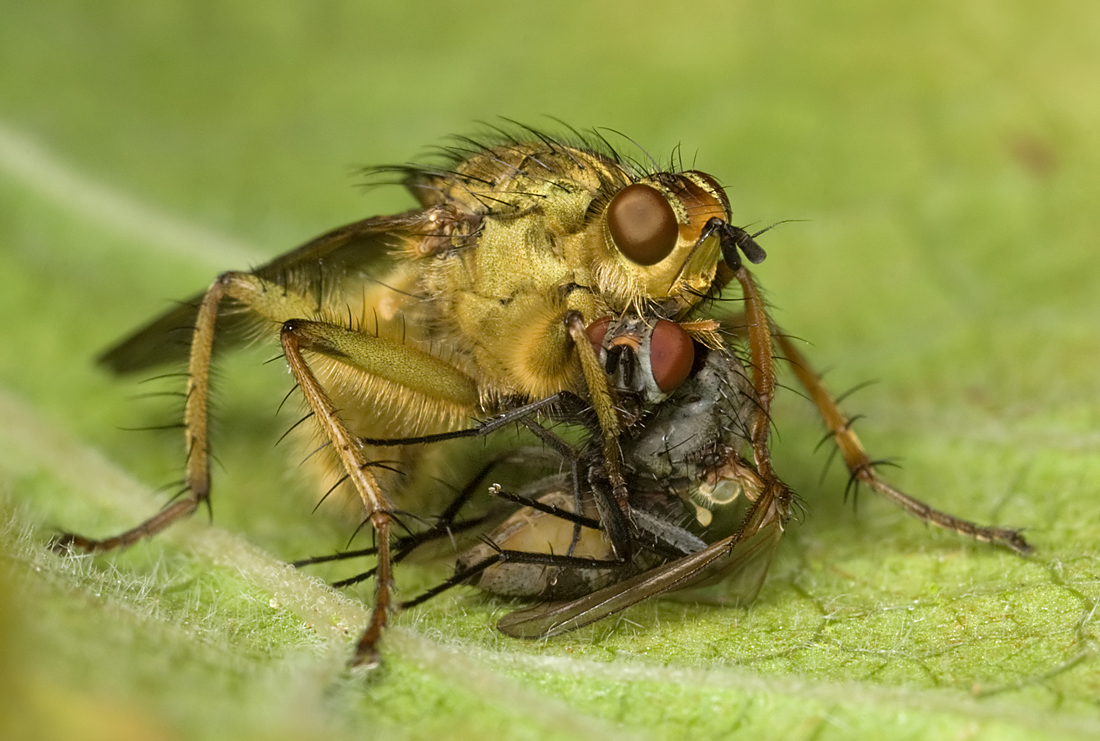 Dung Fly with prey 4